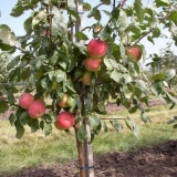 Na stablu jabuke se kovrča lišće: šta da se radi